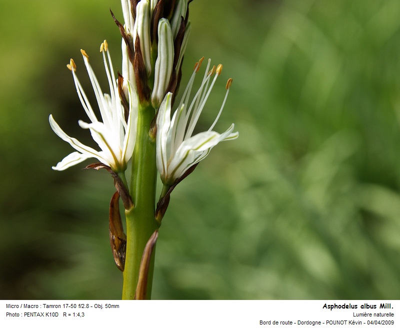 Asphodelus albus Mill. - Asphodèle blanc #9678