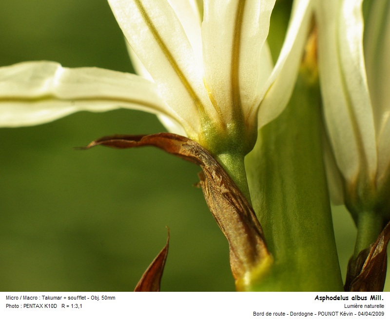 Asphodelus albus Mill. - Asphodèle blanc #9676