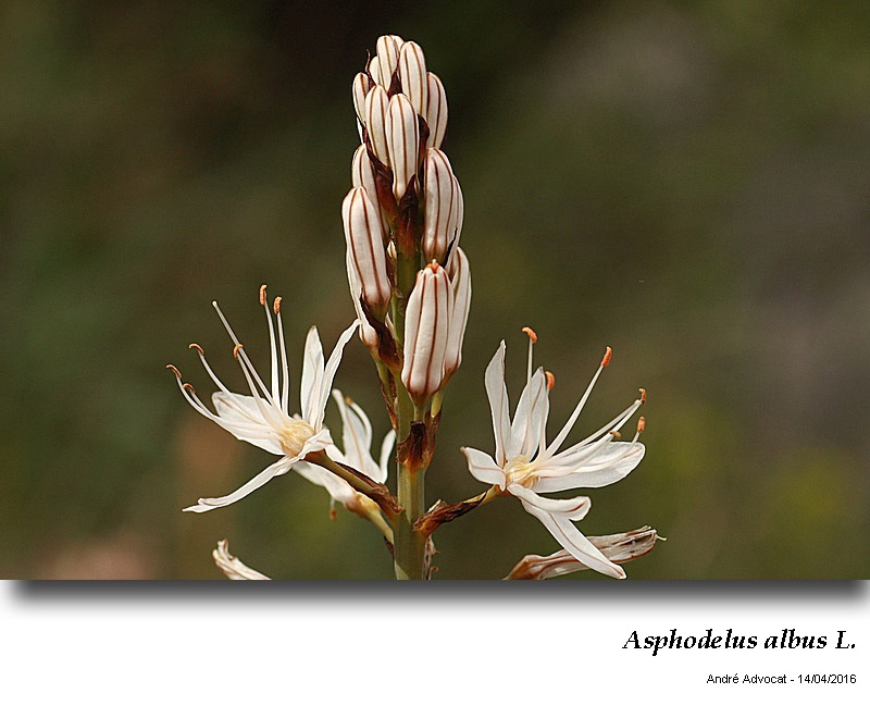 Asphodelus albus Mill. #44912