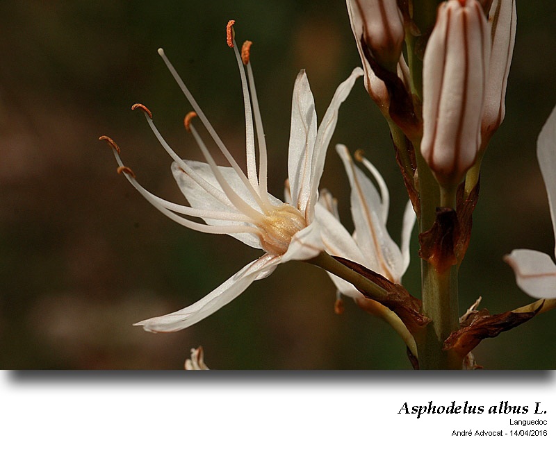 Asphodelus albus Mill. #44913
