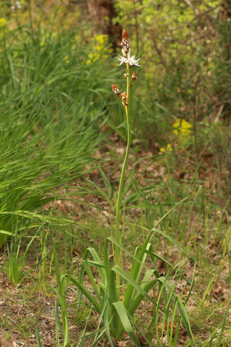 Asphodelus albus Mill. #44911