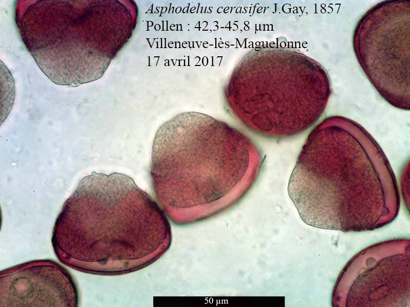 Asphodelus cerasifer #50291