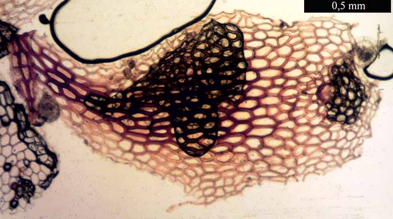 Asplenium ceterach #48506