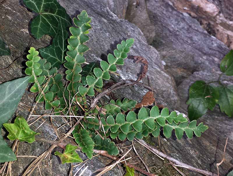 Asplenium ceterach #48503