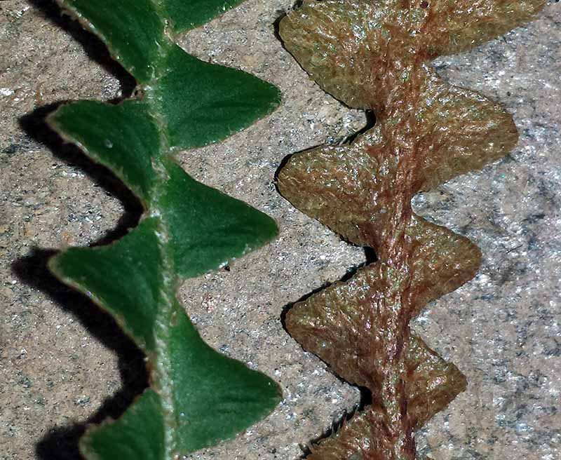 Asplenium ceterach #48505