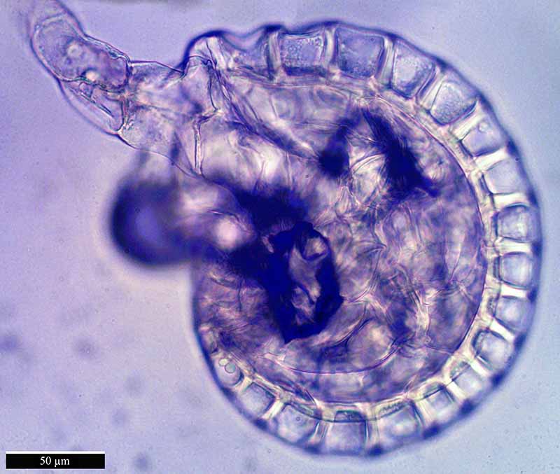 Asplenium ceterach #48508