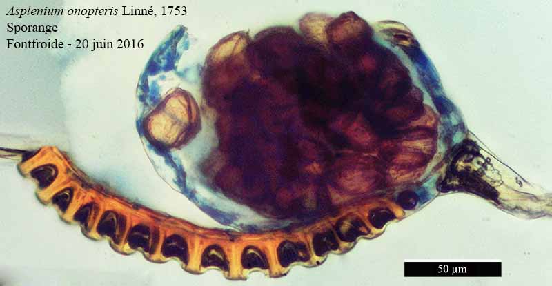 Asplenium onopteris Linné, 1753 #46722