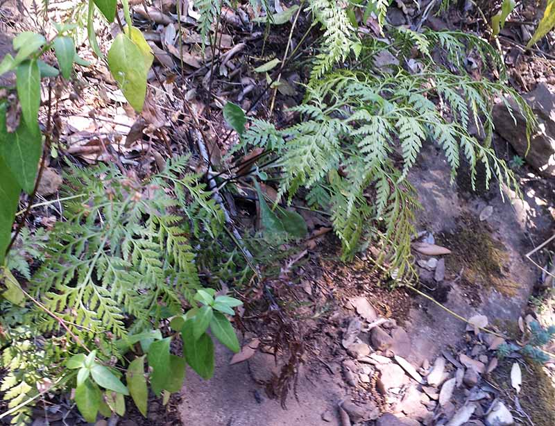 Asplenium onopteris Linné, 1753 #46718