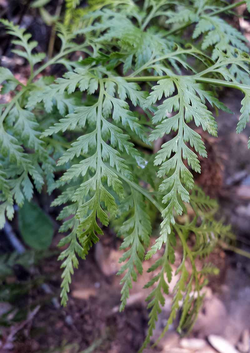Asplenium onopteris Linné, 1753 #46719