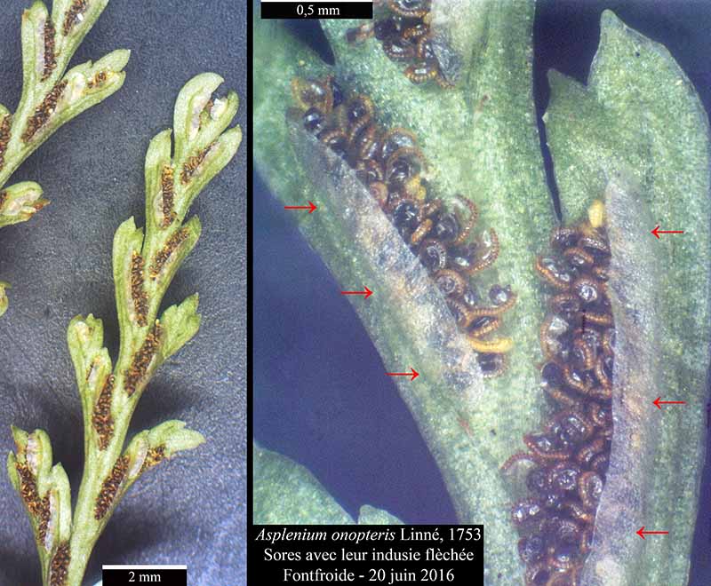 Asplenium onopteris Linné, 1753 #46721