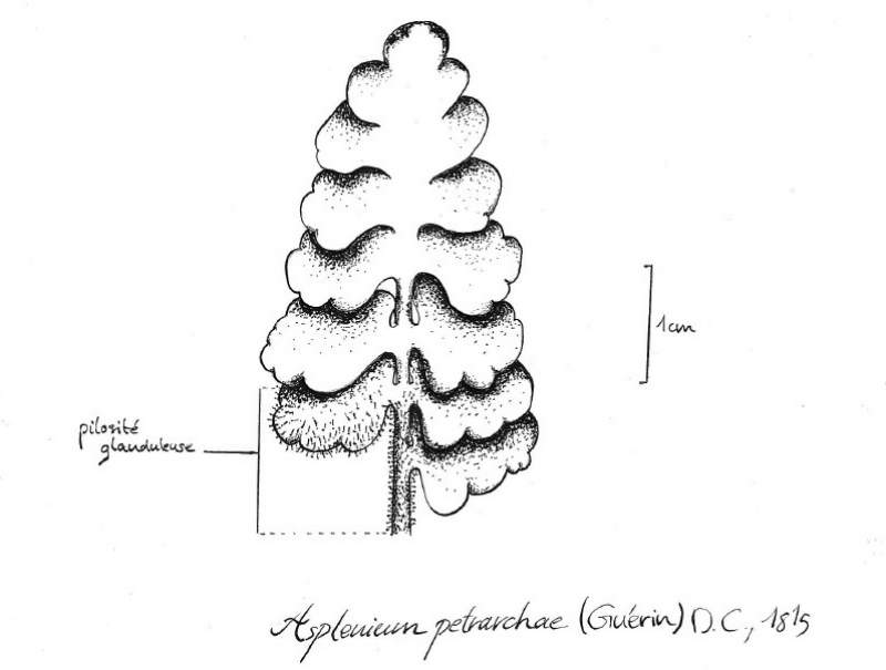 Asplenium petrarchae (Guérin) DC., 1815 #32710