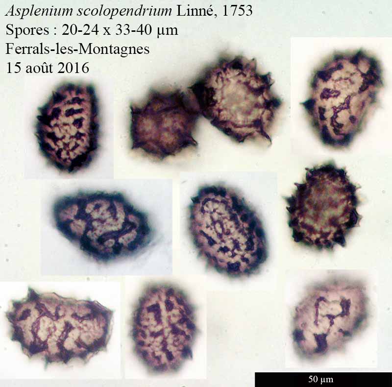 Asplenium scolopendrium Linné, 1753 #46637