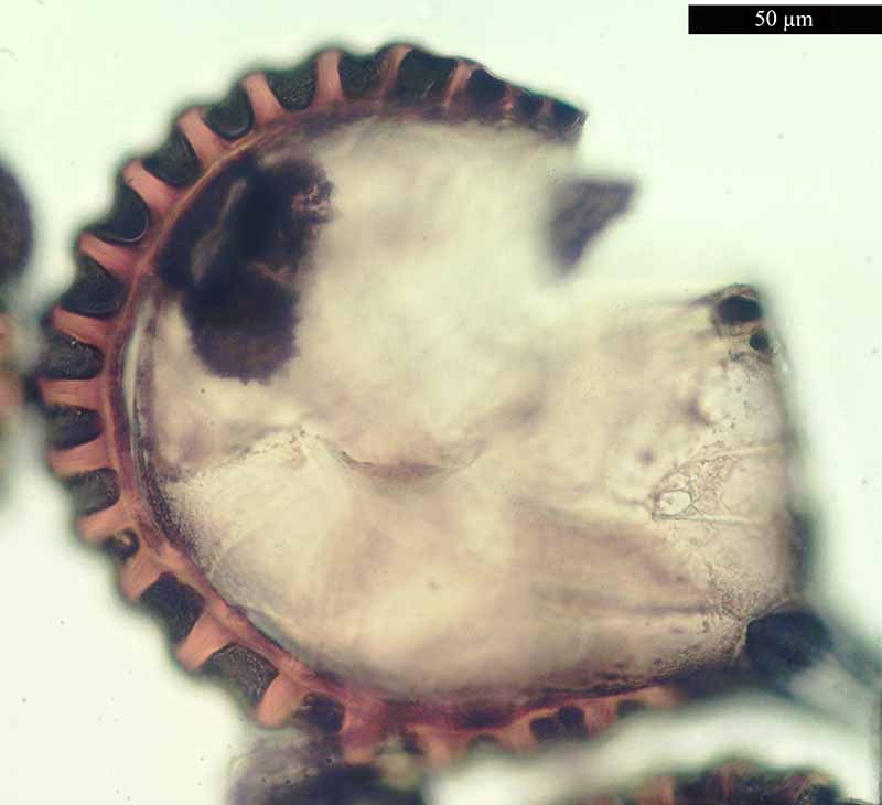 Asplenium scolopendrium Linné, 1753 #46636