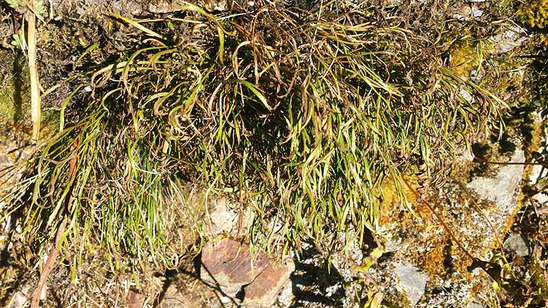 Asplenium septentrionale #48272