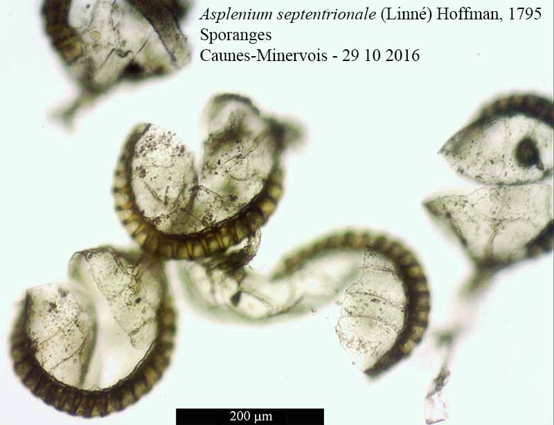 Asplenium septentrionale #48274