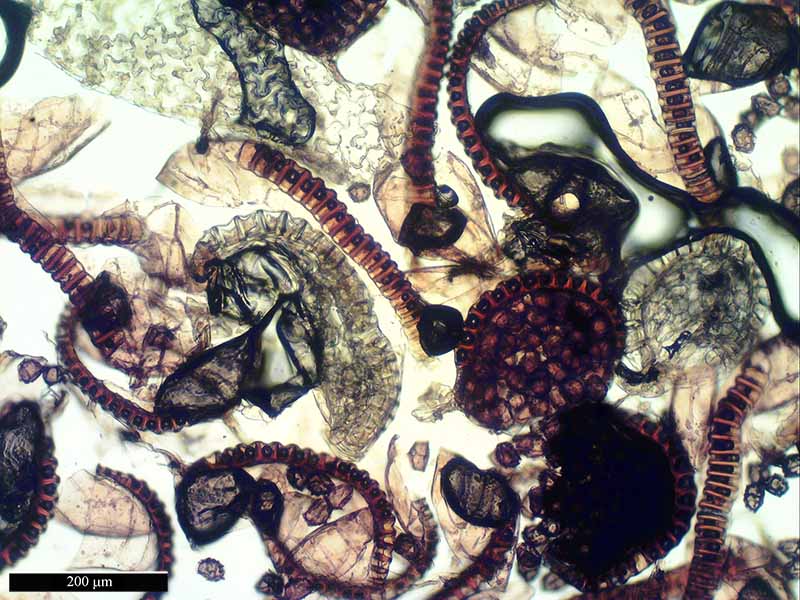 Asplenium trichomanes #48568