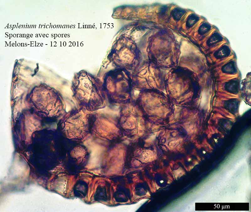 Asplenium trichomanes #48569