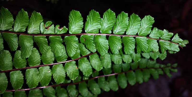 Asplenium trichomanes #48566