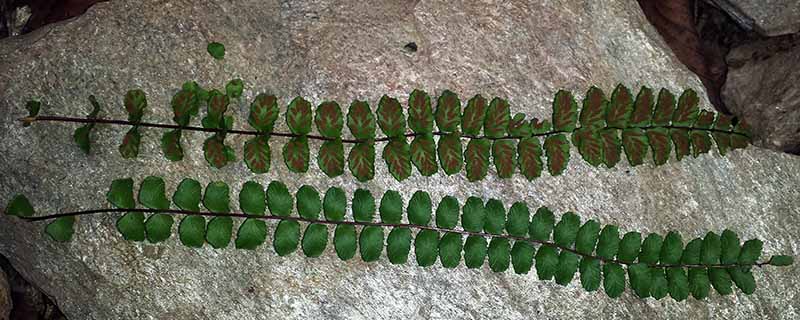 Asplenium trichomanes #48565
