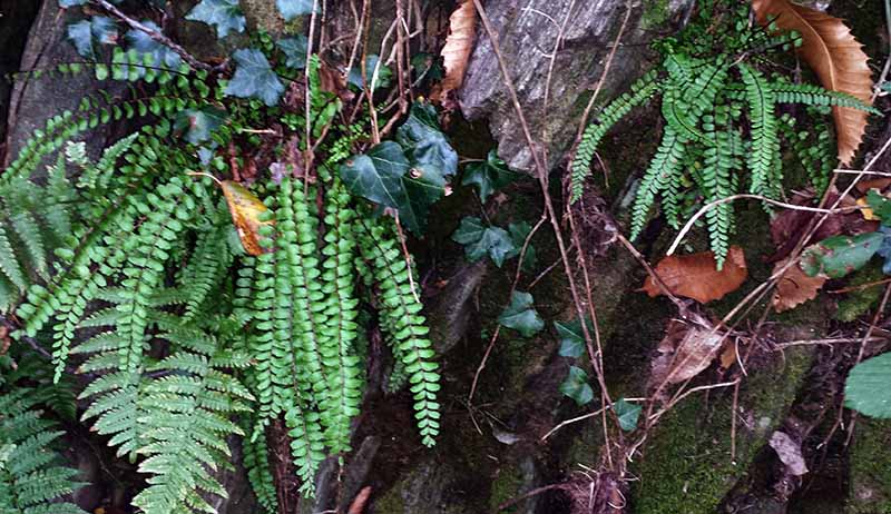 Asplenium trichomanes #48564