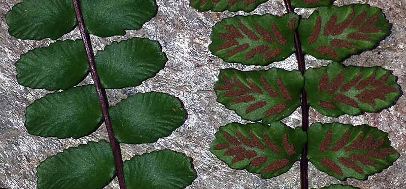 Asplenium trichomanes #48567