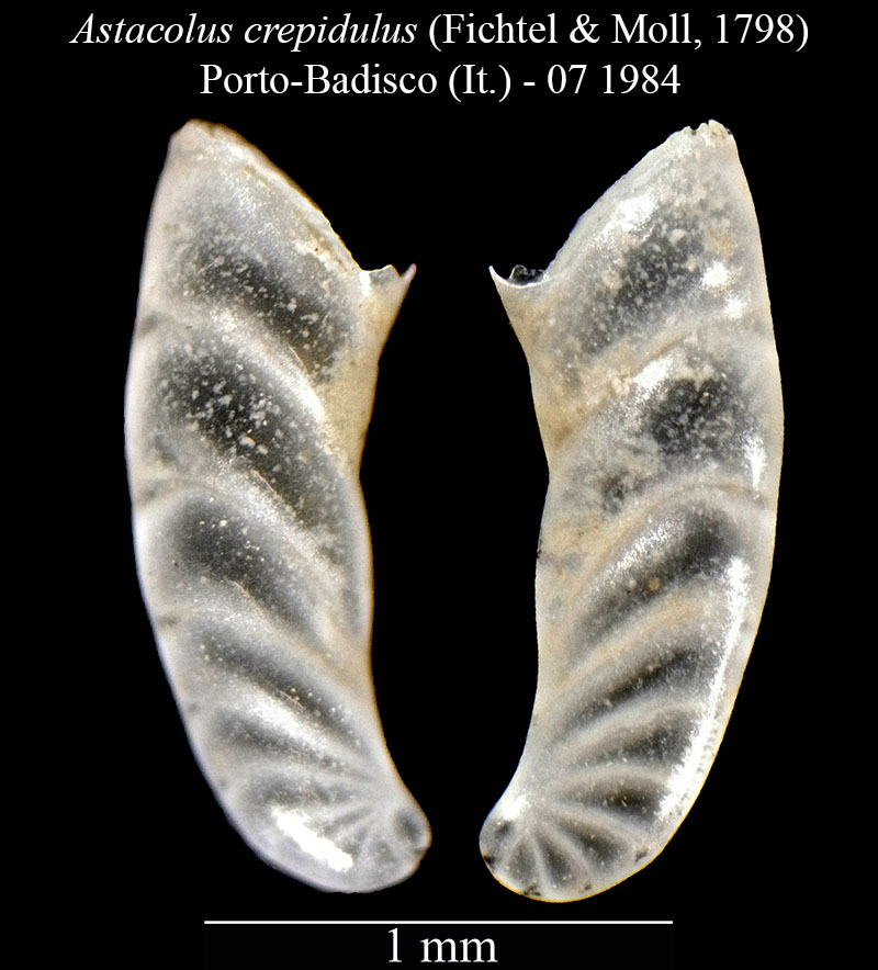 Astacolus crepidulus #55987