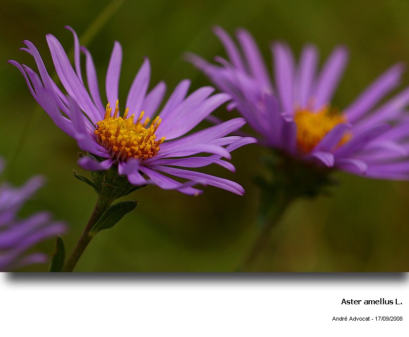 Aster amellus L. (Marguerite de la St Michel) #5606