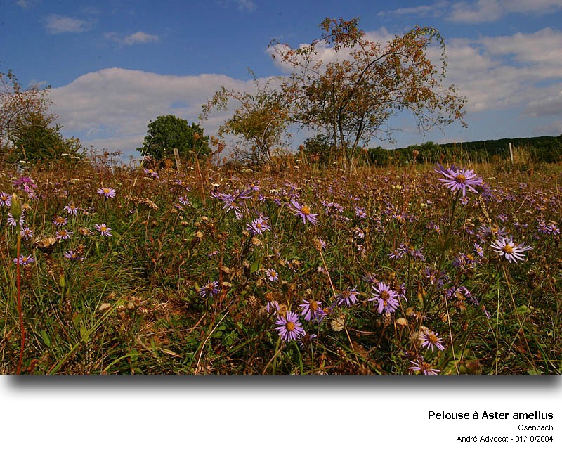 Aster amellus L. (Marguerite de la St Michel) #5604
