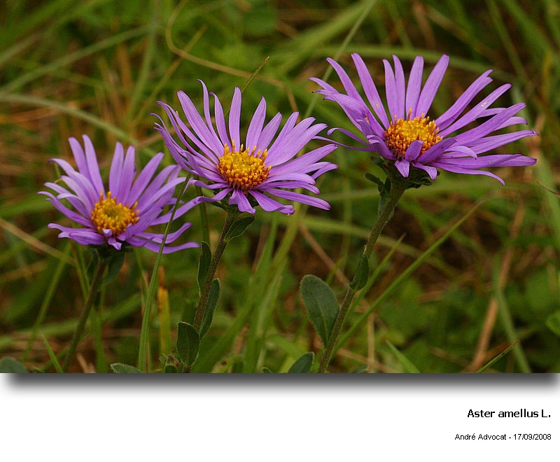 Aster amellus L. (Marguerite de la St Michel) #5605