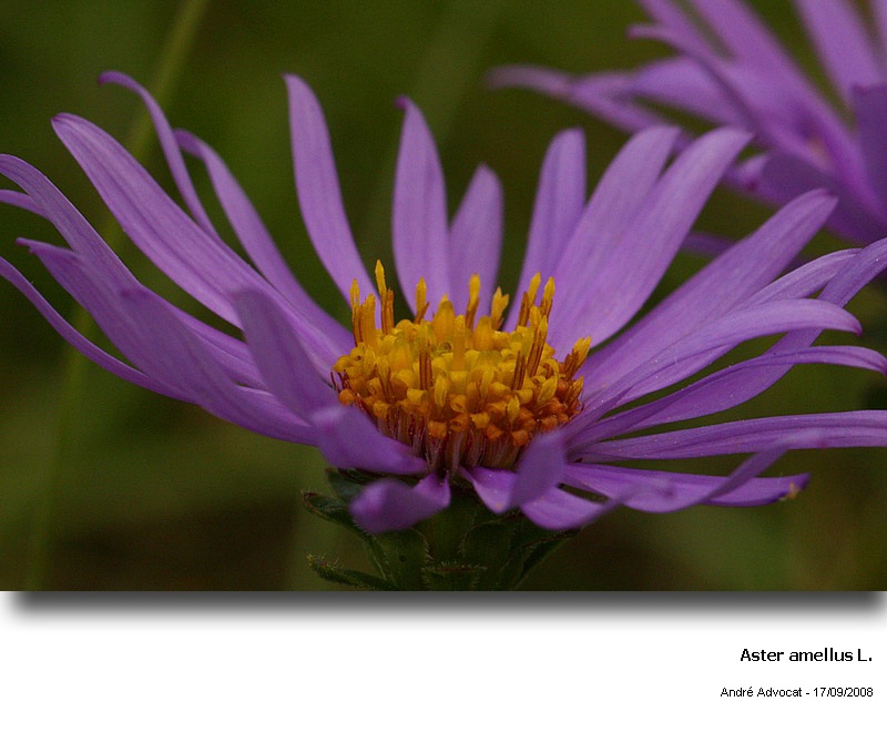 Aster amellus L. (Marguerite de la St Michel) #5607