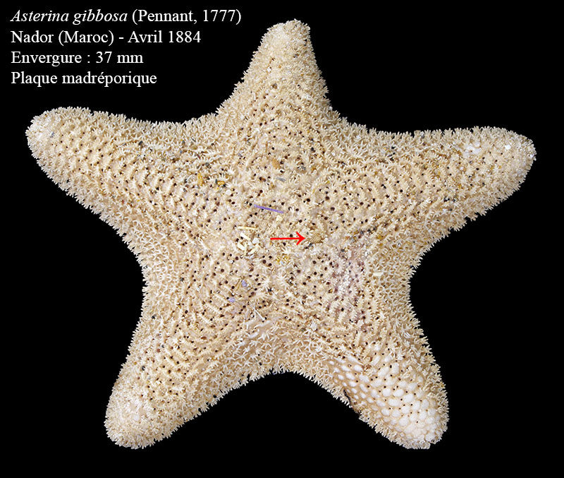 Asterina gibbosa #66273