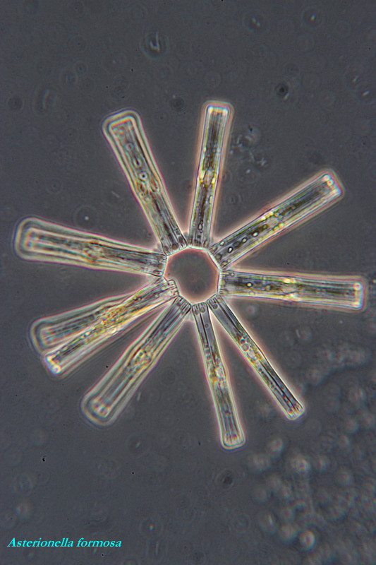 ASTERIONELLA FORMOSA DU LAC DE CONSTANCE #34056