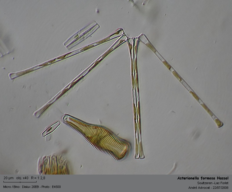 Asterionella formosa Hassal 1850 #4858