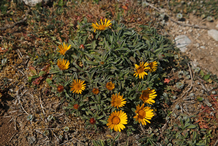 Asteriscus maritimus #22132