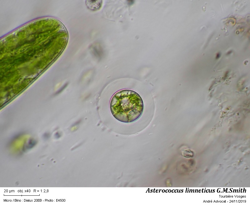 Asterococcus limneticus G.M.Smith #61019