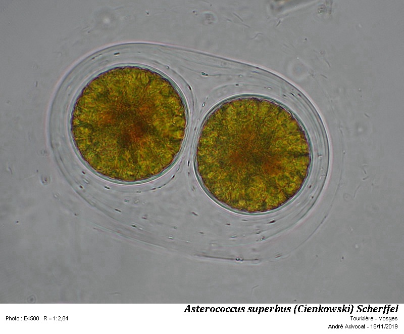 Asterococcus superbus (Cienkowski) Scherffel #61013