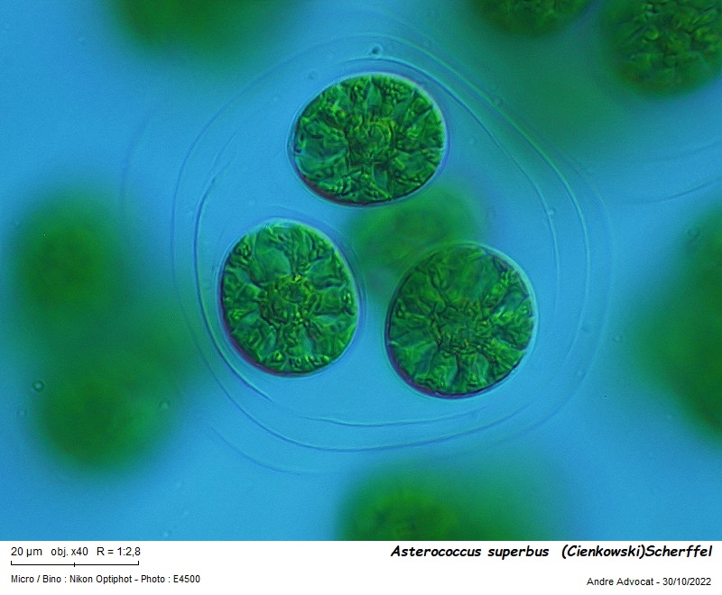 Asterococcus superbus  (Cienkowski) Scherffel #73033
