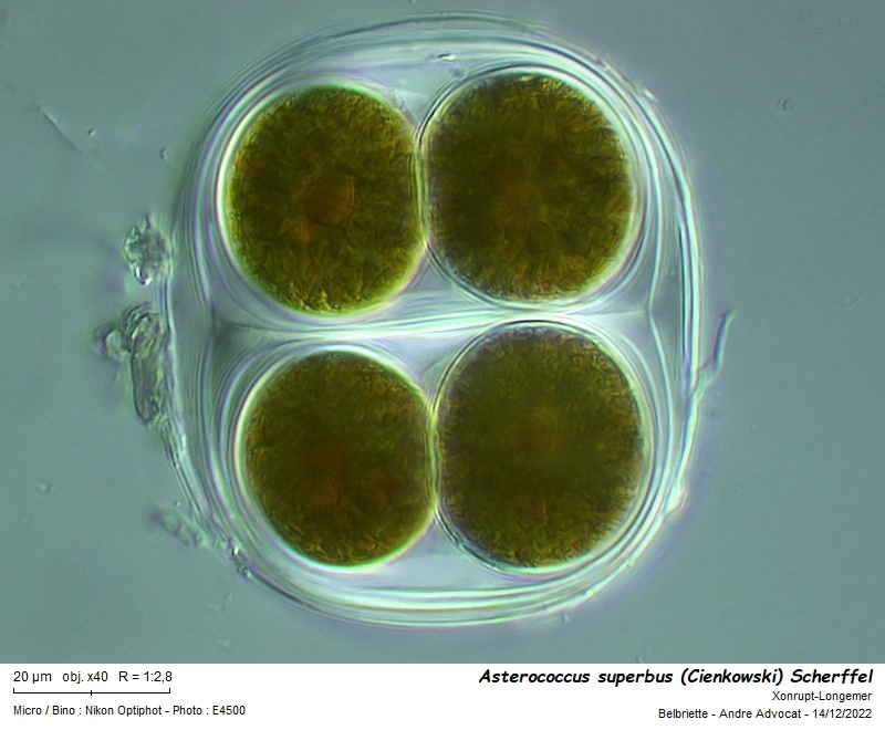 Asterococcus superbus  (Cienkowski) Scherffel #73034