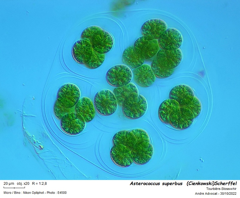 Asterococcus superbus  (Cienkowski) Scherffel #73032