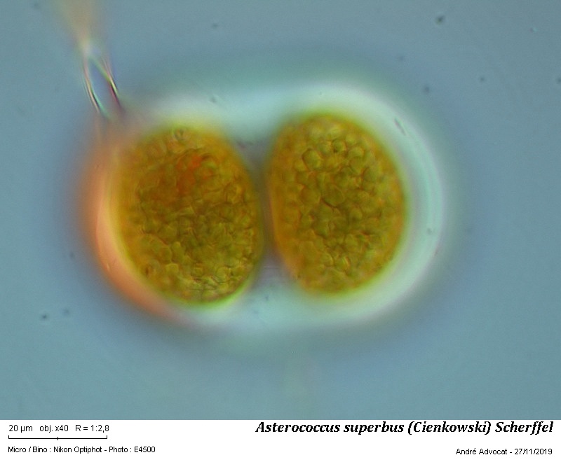 Asterococcus superbus (Cienkowski) Scherffel #61015