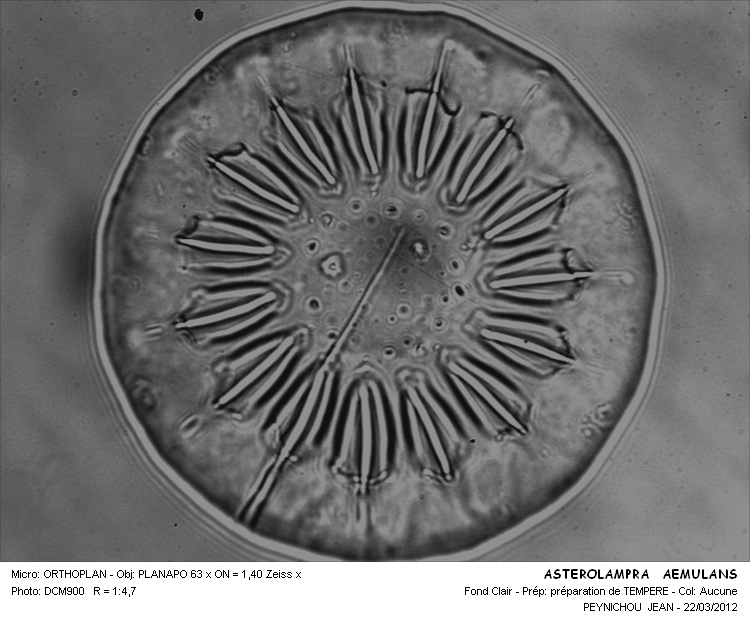 ASTEROLAMPRA AEMULANS #32330