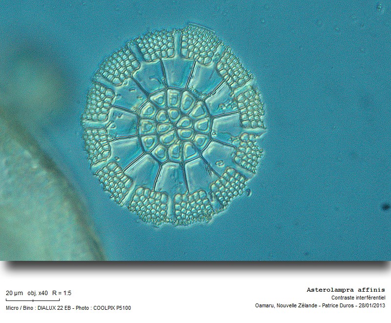 Asterolampra affinis #29671