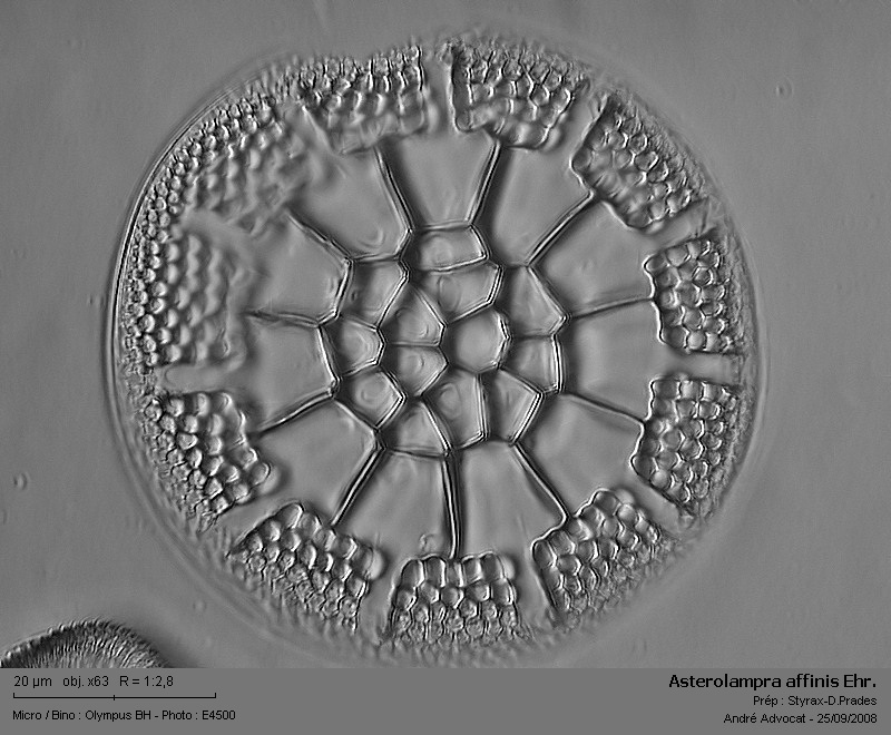 Asterolampra affinis Grev. #5827