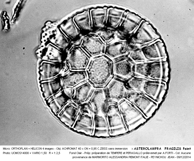 ASTEROLAMPRA FRAGILIS Paint #39995