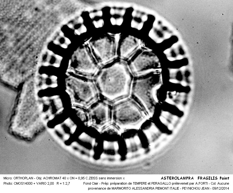 ASTEROLAMPRA FRAGILIS Paint #39996