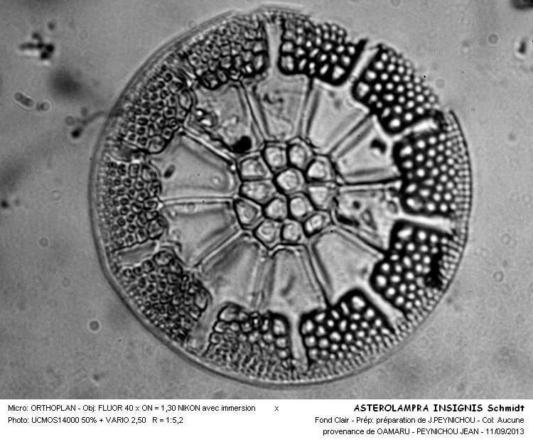 ASTEROLAMPRA INSIGNIS Schmidt #33744