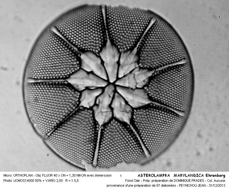 ASTEROLAMPRA MARYLANDICA Ehrenberg #35452
