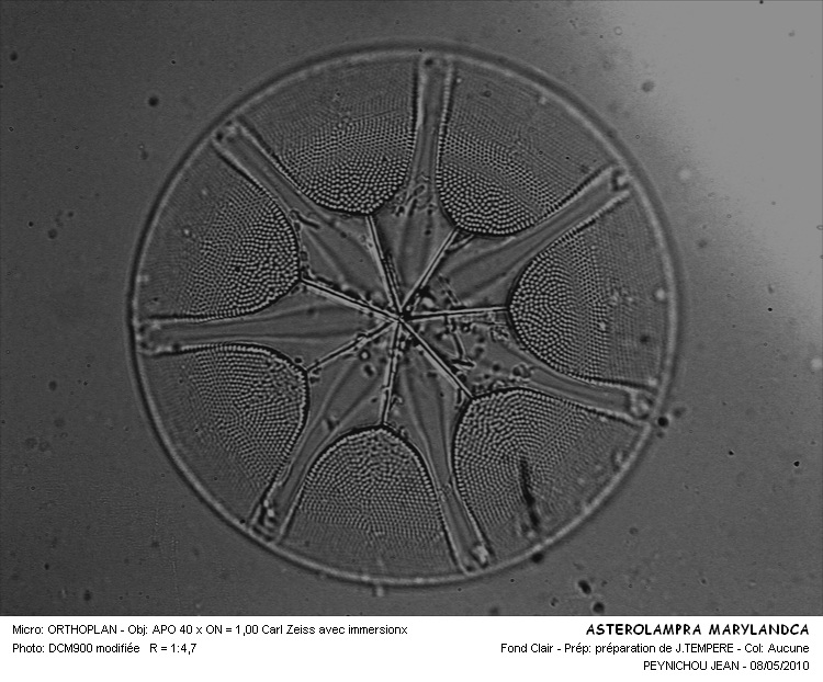 ASTEROLAMPRA MARYLANDICA Ehrenberg #16019