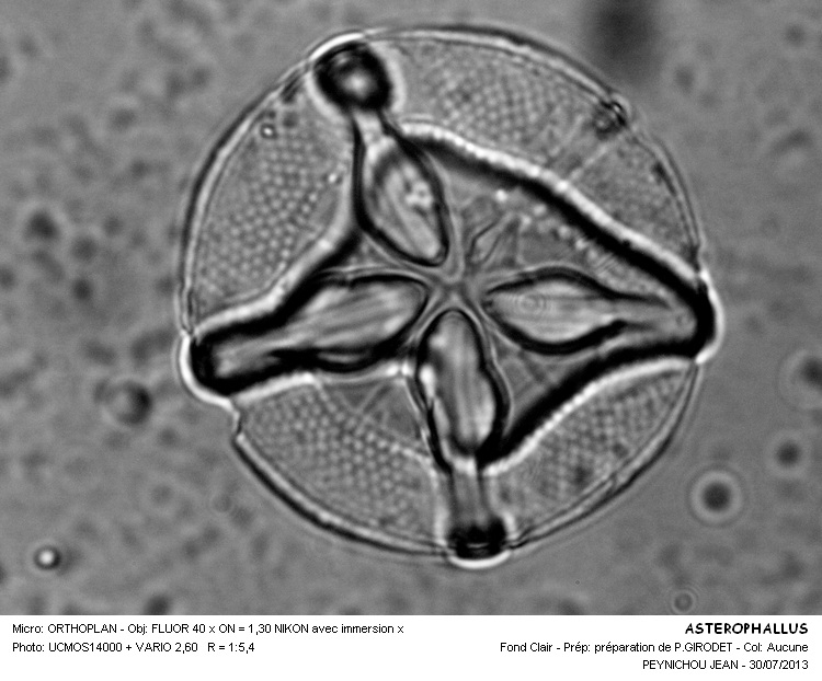 Asteromphalus sp. #32964