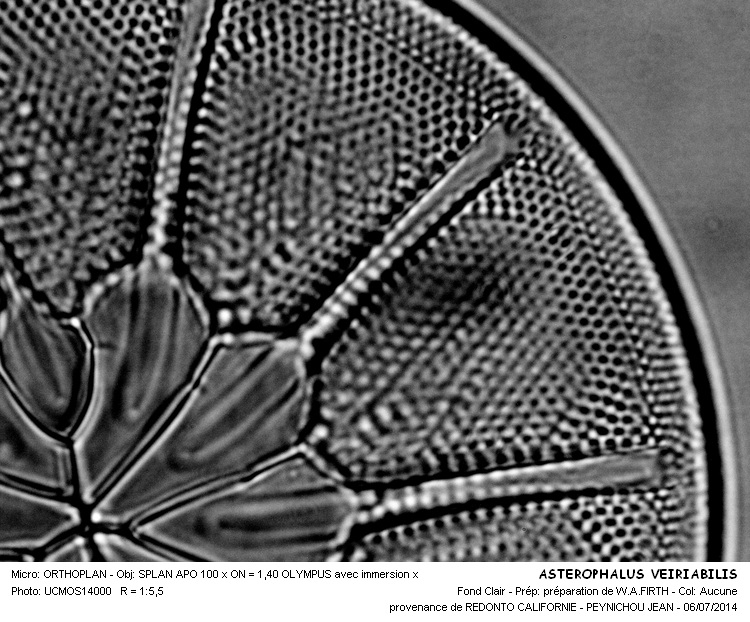 ASTEROMPHALUS VEIRABILIS #38137